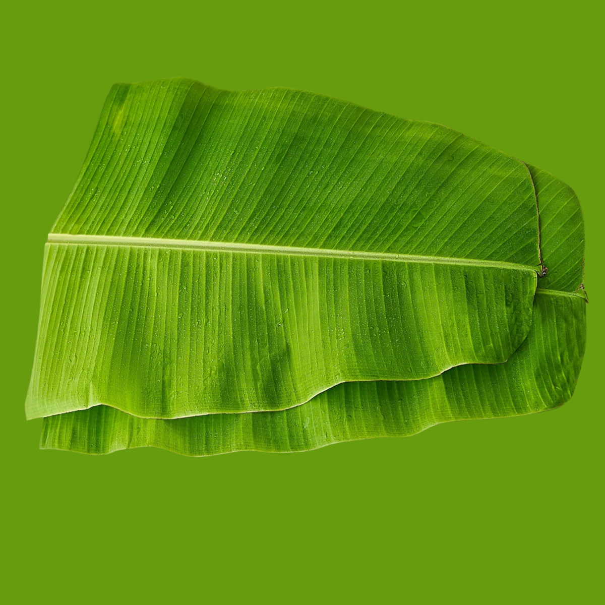 Fresh Banana leaf