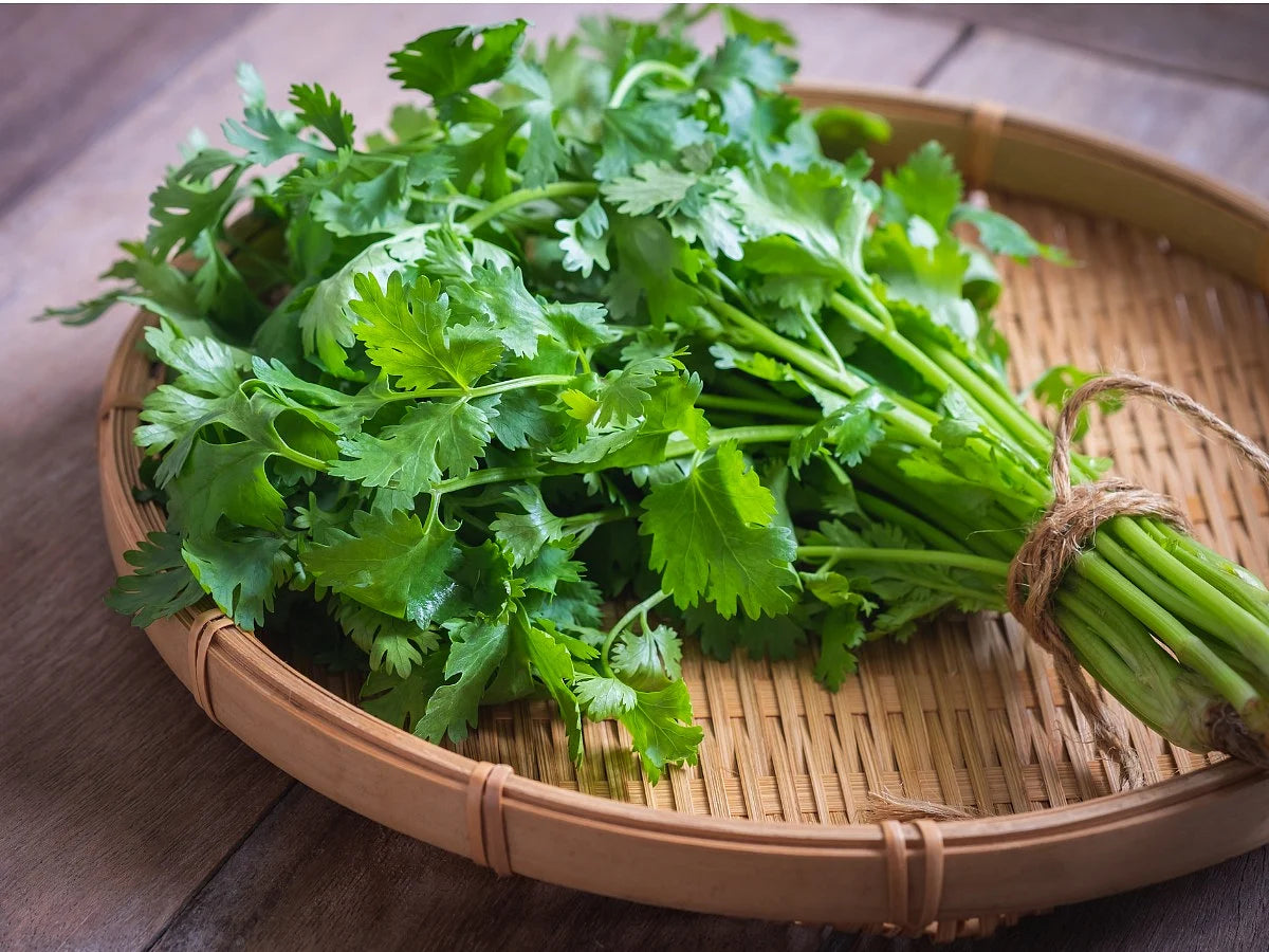 Bunch of fresh green cilantro on a woven bamboo tray